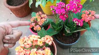 Kalanchoe ko Roots K saath Kese Divide Kre How to Divide Kalanchoe with Roots