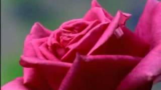 Download lagu Zikir Selawat - Selawat Burdah mp3 Download lagu Zikir Selawat - Selawat Burdah mp3