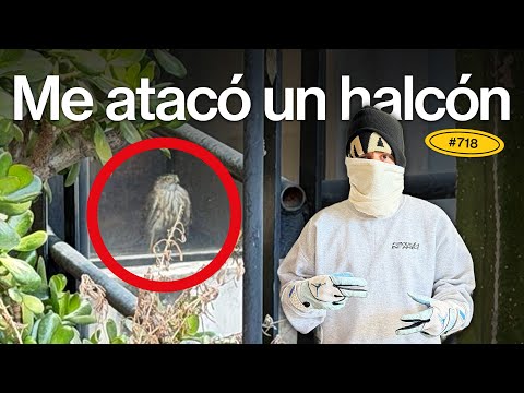 Se metió un halcón en mi casa - EP #718