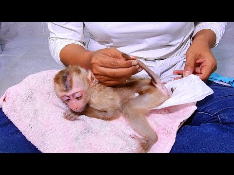 Released every morning for monkey sakana