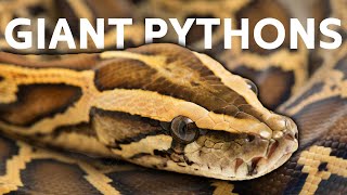 Giant Burmese Pythons Wreak Havoc In The Florida Everglades | Python Hunters | Real Wild