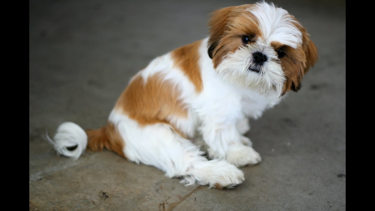 Top 10 Naughtiest Dog Breeds