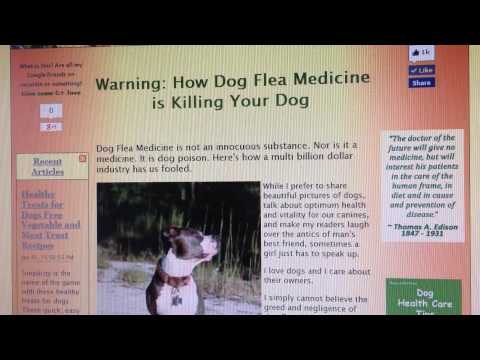 Is Dog Flea Medicine Killing Your Dog?