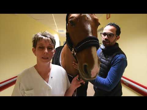 Peyo, cheval thérapeutique, cheval magique