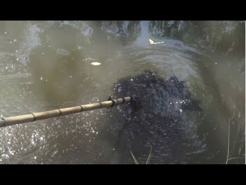 Cetesb investiga poluição do Rio Mogi Guaçu e pescadores somam prejuízos
