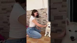 Cute Girl With Dog ? | #tiktok #cute #beautiful #tiktokworld #shorts #youtubeshorts