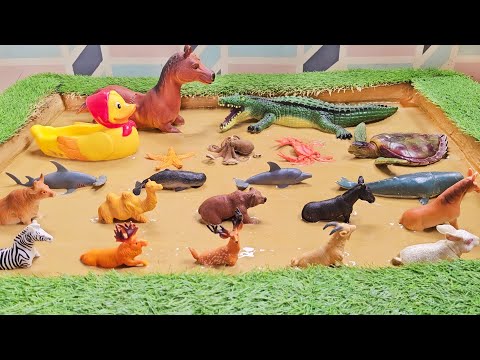 Exploring the Ocean Depths: Building a Realistic Aquatic & Safari Animals