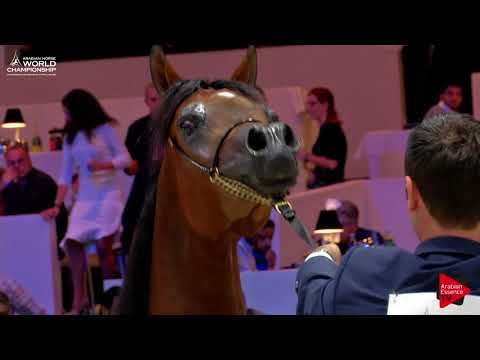 N.18 KZ FAIROUZ - Paris 2017 - Yearling Fillies (Class CM1B)