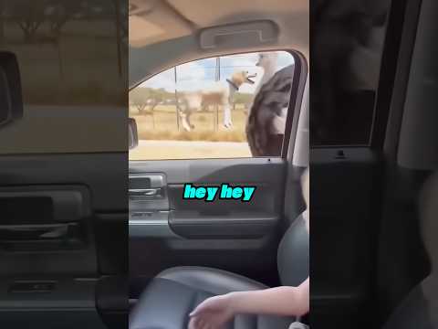 An Ostrich Stole My Puppy😰💔 #animalrescue #puppy #dog