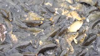 preview picture of video 'Feeding Fish at Longview Lake in Kansas City Missouri'