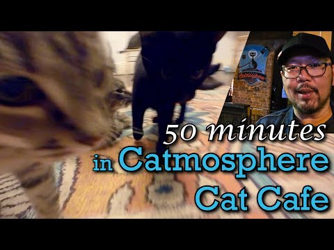 50 Minutes at Catmosphere Cat Cafe in Sydney, Australia