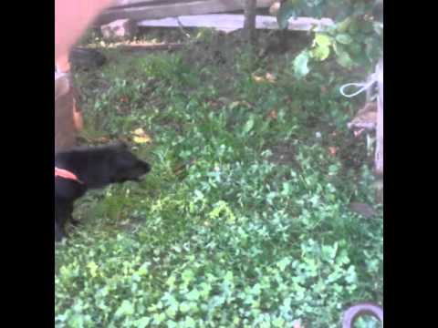 Rokushi I dorberdelanit