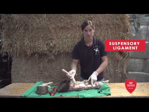 Anatomia dello zoccolo equino