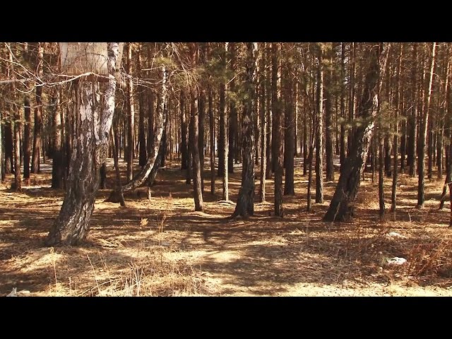 Добровольцы помогут тушить лесные пожары