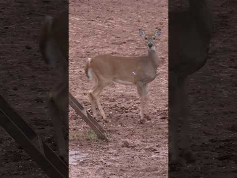 Deer processor on Fixed vs Expandable Broadheads. #huntersadvantage #huntersadvantagepodcast