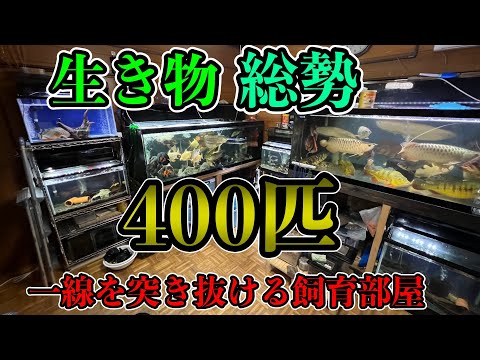 IUCN分類における絶滅の危険性を示す図。