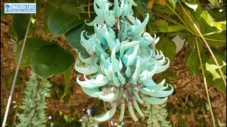 ケアンズの熱帯植物はどんな感じ?ケアンズ植物園を散策 Vol. 8