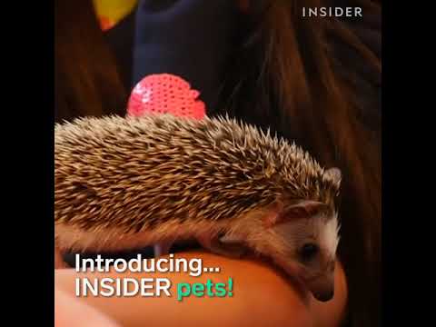 INSIDER Pets_sizzle