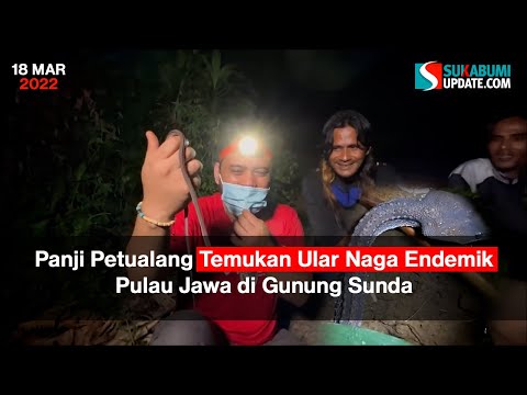 Panji Petualang Temukan Ular Naga Endemik Pulau Jawa di Gunung Sunda