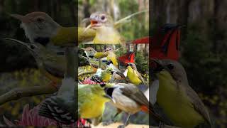 Download lagu Suara Pikat Burung Ribut Paling Ampuh#birds #pikatsogokontong #suarapikatampuh #pikat #burung mp3
