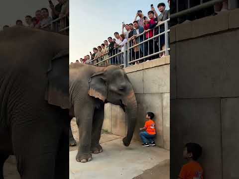 Heartwarming Moment: Elephant Gently Approaches Curious Child at the Zoo