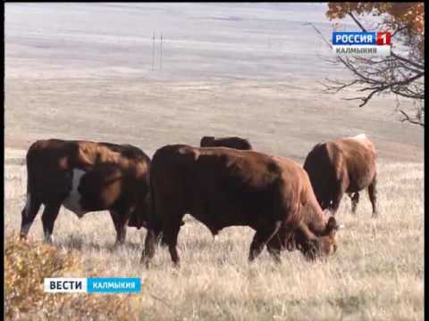 Вести «Калмыкия»: вечерний выпуск 04.10.2016
