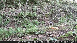 Inhambu Chororó Flagrado Na Camera De Trilha 
