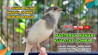 Download lagu Kenari GACOR NGEREK‼️ Masteran Kenari PAUD dan Pancingan Kenari MACET BUNYI dan Betina NGIWIR - 211 mp3