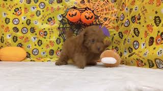 トイプードルの動画01