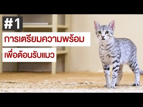 ค้อนของ ธ อร์ในอัลมาตี เพิ่มสมาชิกฟรี