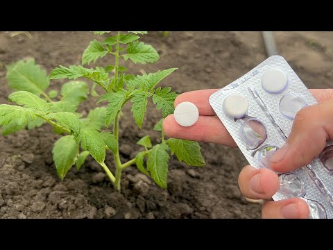 Tomatoes, Cucumbers, Peppers will immediately grow, will not get sick and will give a big harvest