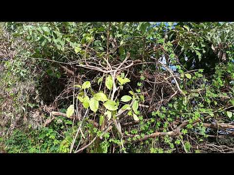 Canto do Choró em área de mata em Elesbão Veloso-Pi 