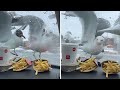 Flock Of Seagulls Try Their Best To Snatch Fast Food Shorts
