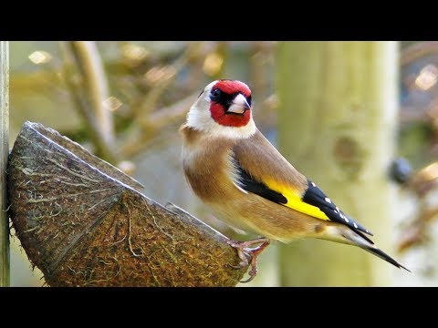My Garden Birds - Garden Bird Identification ( See List Below )