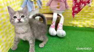 マンチカンの動画01