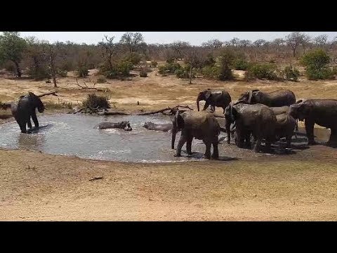 Djuma: Elephants move in on Hippos for some water soaking - 12:52 - 09/18/19