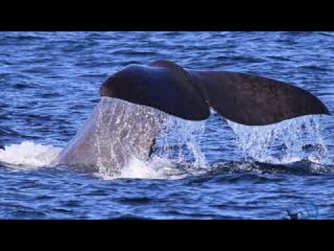 Sperm Whale Clicking