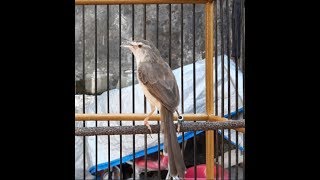 Download lagu PRENJAK PARI,SAWAH,KLIK.ALANG ALANG, DUA FARIASI KICAU COCOK UNTUK MASTERAN mp3