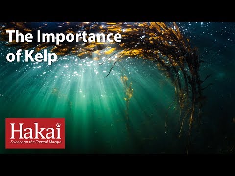 The importance of kelp forests
