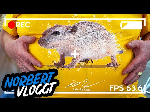 FETTE SANDRATTE | NORBERT VLOGGT | ZOO ZAJAC