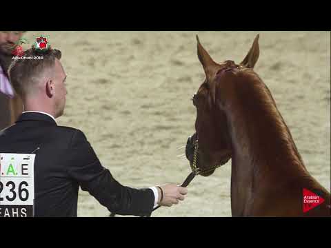 N 236 ANOUD AL HAMIDIYA   UAE Nationals 2019