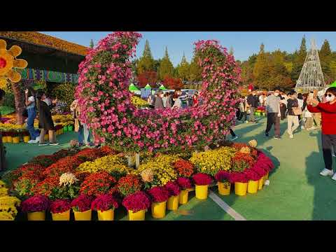 2022년 익산 천만송이 국화축제를 영상에 담았습니다