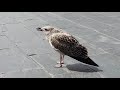 Herring Gull Fledgling Calling For Food