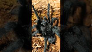 Download lagu Is the Brazilian Black the BEST Tarantula? mp3