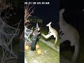 Kangaroo Vs Witch: The Halloween Battle Nobody Expected! #gamtng