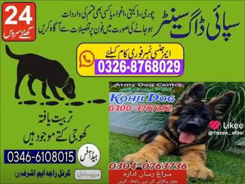 𝗔𝗿𝗺𝘆 𝗗𝗼𝗴 𝗖𝗲𝗻𝘁𝗲𝗿 𝗥𝗮𝗵𝗶𝗺 𝗬𝗮𝗿 𝗞𝗵𝗮𝗻 0326-8768029