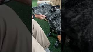 Blue Heelers! The dog that inspired Bluey!