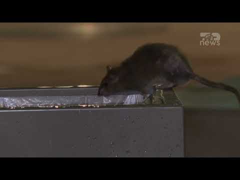 Top News - Parisi ‘pushtohet’ nga minjtë / Rikthehet alarmi, vullnetarë për t’i eleminuar