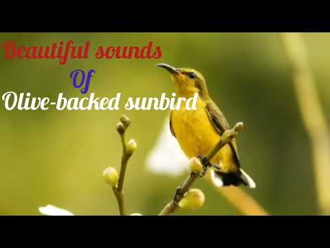 olive-backed sunbird or tamsi #giovanimixhunter