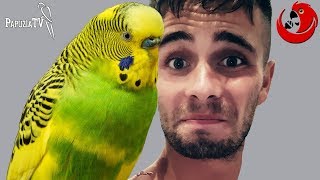 Parrot who Became a Leisure-Time Animator